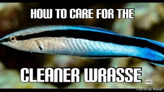 cleaner wrasse care guide [upl. by Subocaj833]