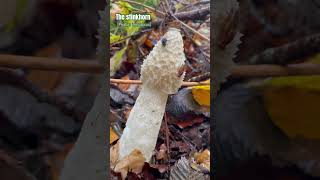 The stink horn fungus Phallus impudicus fascinatedbyfungi nature fungifriday fungi [upl. by Nalor]