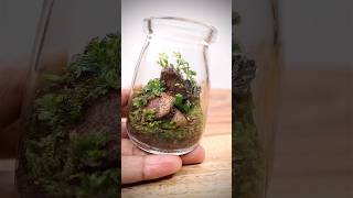 Adding springtails to a mini terrarium [upl. by Esinehs]