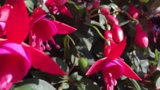 Display  Fuchsia  bee friendly [upl. by Fry724]