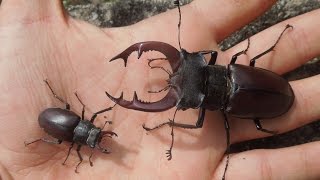 Lucanus cervus  Variation [upl. by Riane581]