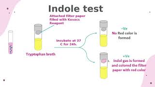 Lab9Detection for coliform group in water amp IMVC tests [upl. by Ylicis]