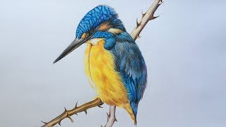 kingfisher Drawing in Color Pencils  Bird Drawing [upl. by Marteena]