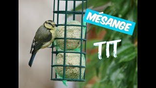 Mésange charbonnière  Moineau  Garden birds  Oiseaux de jardin à la Mangeoire  Bretagne  France [upl. by Leanahtan]