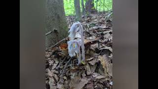 Top 10 Ghost Pipe Monotropa Uniflora Photos 2024 ghostpipe monotropauniflora Pennsylvania [upl. by Meeks81]