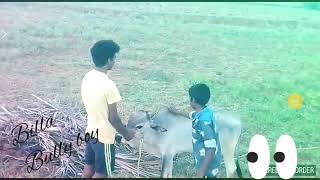 Jallikattu kanu training👍👍👍👍👍billa ak [upl. by Demmahum]