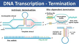 Transcription Termination in Prokaryotes amp Eukaryotes  Biochemistry [upl. by Llennor11]