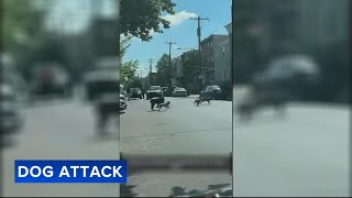 DISTURBING VIDEO Officer fatally shoots cane corso after man mauled by dogs [upl. by Akiemat240]