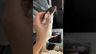 my rat loves backscratching 😜dumborat ratslife rats pets loverats ratlove [upl. by Dave604]