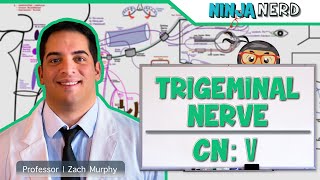 Neurology  Trigeminal Nerve Cranial Nerve V [upl. by Kjersti]