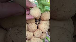 BestGrafting Lanzones Fruit With Papaya Tree Fast Get Amazing Fruits100 [upl. by Starkey452]