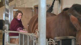 Equine Reproduction UK  3 day breeding short course AI tech training [upl. by Ribaudo]