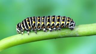 Papilio machaon  Kırlangıçkuyruk Kelebeğin Hayatı [upl. by Evyn]