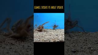 CAMEL SPIDER VS WOLF SPIDER wolfspider camelspider [upl. by Devad]