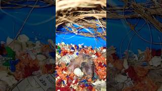 Zebra Finches Breeding Progress  Pineapple Conure shorts zebrafinch pineappleconure [upl. by Rexanne]