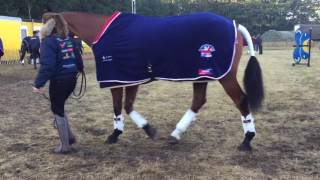 Keeping warm at the Boekelo final horse inspection [upl. by Lyrred]