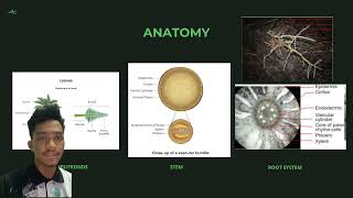 AGR499 Morphology Anatomy Photosynthesis and Phenology of Oil Palm [upl. by Ahsikcin401]