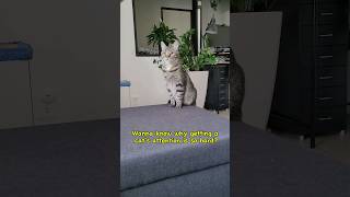 Do you know why its so hard to get a cats attention catvideos catlover cat [upl. by Annoval]