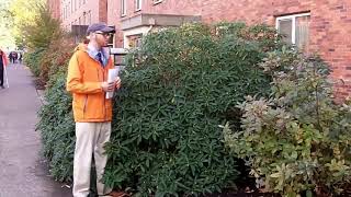 Paperbush Edgeworthia papyrifera  Plant Identification [upl. by Nickles]