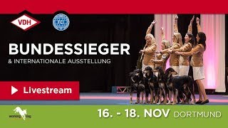 VDH Bundessieger und internationale Ausstellung [upl. by Airtemed]