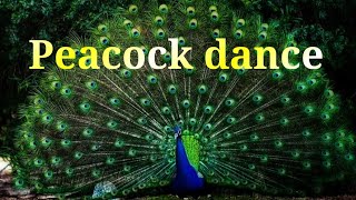 Peacock Dance  Peacock opening feathers [upl. by Bellda]