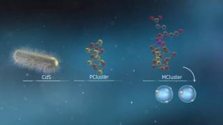 Animation of Biological and Photobiohybrid Processes for Reduction of N2 to Ammonia by Nitrogenase [upl. by Evans423]