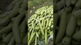 Machan per Loki ki khati 🍐loki subscribe farming lokilove youtube machane machine nachural [upl. by Esirec264]