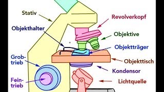 Mikroskop Aufbau Bestandteile [upl. by Llevart595]