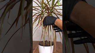 Dracaena Marginata  Dragon Tree Popular Houseplant dracaena thegreenearth plants [upl. by Arden]