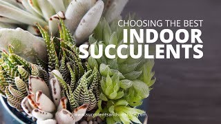 Types of Succulents to Grow Indoors  Succulents in Seconds [upl. by Atires703]