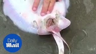 Incredible moment stingray gives birth to two baby rays on a beach [upl. by Todd295]