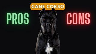 Cane Corso Should You Get One [upl. by Deste]