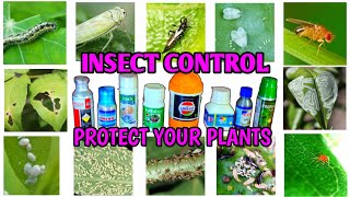 Insecticides Using Guide  How To Use Insecticides  How To Control Plant Diseases  IN HINDI [upl. by Iredale839]