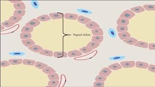 Thyroid Part 1  Thyroid Gland Structure and Calcitonin [upl. by Rayle309]