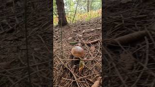 PorcinoBoleteSteinpilzeCep shorts new nature trending foryou forest wood pilze mushroom [upl. by Chirlin]