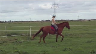 3Dressur reiten mit feinen HilfenPferdegerecht reitenLosgelassenheit [upl. by Pfosi]