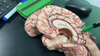 Sulci and gyri of the inferior and medial surfaces of the brain 🧠✌🏻 [upl. by Adnilrem]