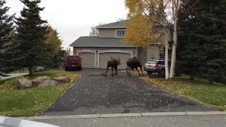 Two moose fight over lady moose [upl. by Danais]