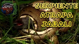 SERPIENTE MATA JABALÍ [upl. by Assilat381]