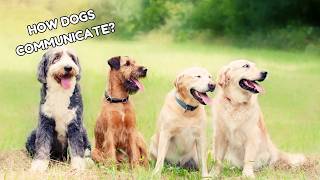 How Dogs Communicate with Other Dogs [upl. by Wurtz]