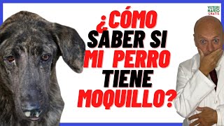 📛 ¿COMO SABER SI MI PERRO TIENE MOQUILLO 📛 SÍNTOMAS del MOQUILLO en Perros Cachorros y Adultos [upl. by Anwahs]