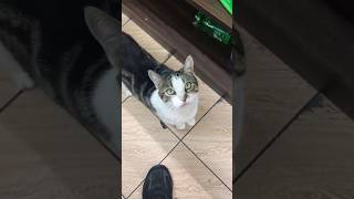 A friendly Bodega cat in Ridgewood Queens NY [upl. by Olzsal]