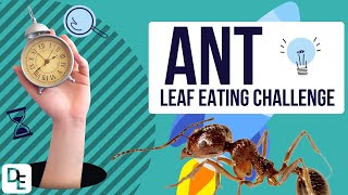 How quickly can ants eat a plant [upl. by Asehr]