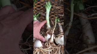 How To Plant Bare Root Crinum Lilies [upl. by Pestana]