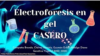 Electroforesis en gel casera  Genética Vegetal 🧬 [upl. by Atilrahc]