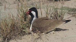 Red Wattled Lapwing Hatching Eggs 🥚 For Baby Lapwing Chicks [upl. by Idell]