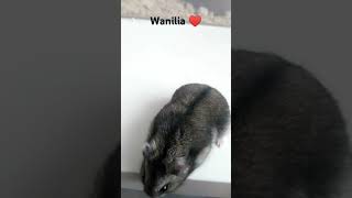 Wanilia powraca funny hamster [upl. by Ycrem840]