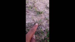 🤏🐸Boing Boing web catching frogs🤏🐸flying amp Jumping Part 4 frog foryou funny catching fun [upl. by Anaeli]