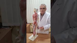 Coxartroza Coxartroză Gonartroză Spondiloză Medreflexline cluj doctor cj news herniededisc [upl. by Laicram]