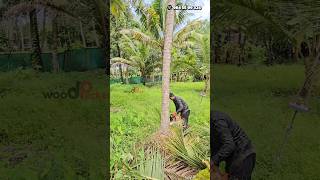 COCONUT TREE CUTTING 🌴  treecutting coconut workers trending [upl. by Bertina]